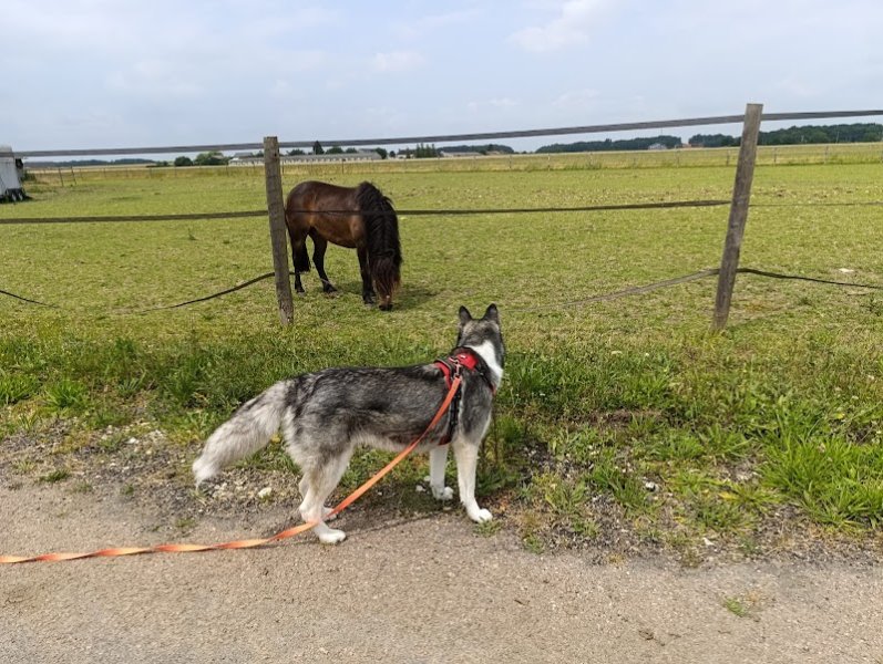 Canins des Champs - photo 3