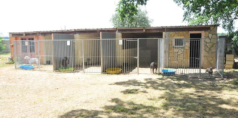 Dogs "R" Zen - photo 2