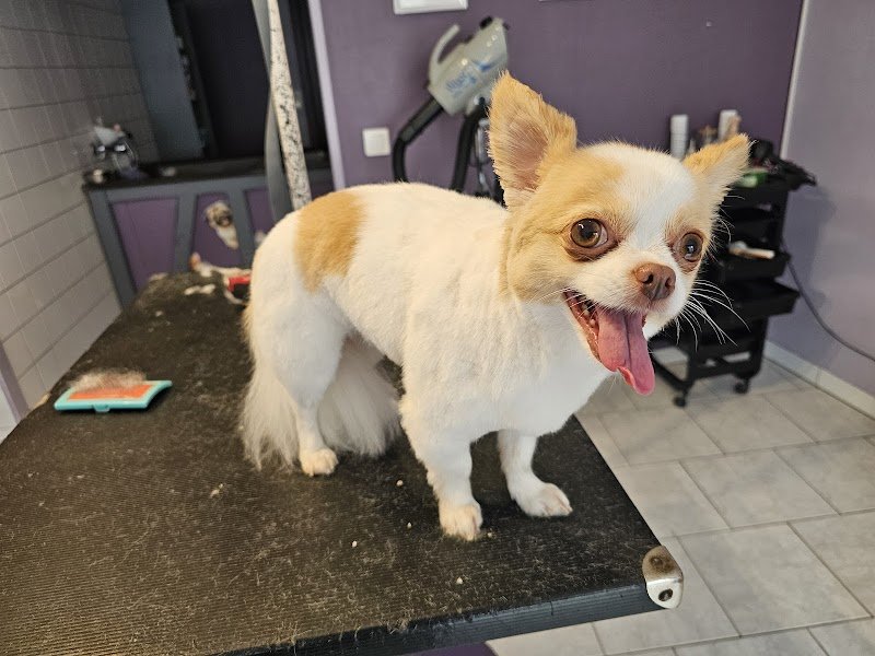 L' Espace Canin - photo 1