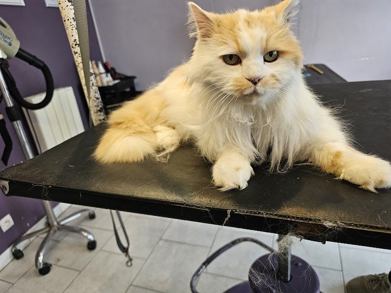 L' Espace Canin - photo 2