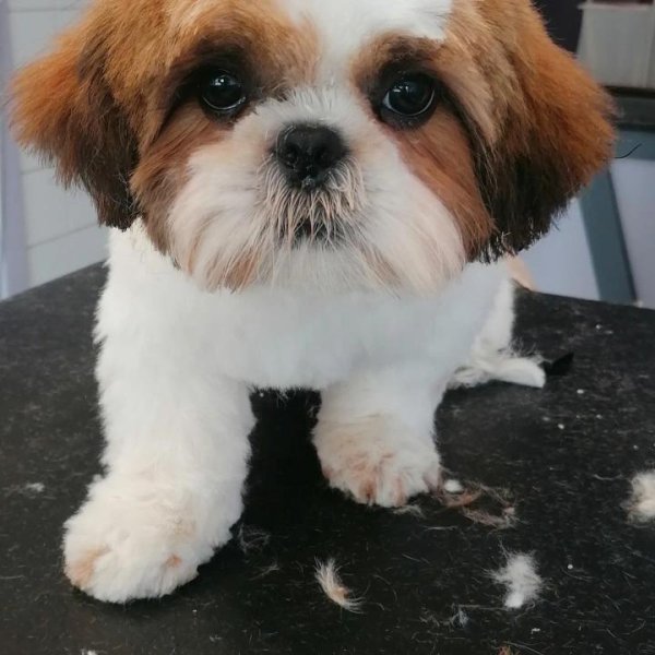 L' Espace Canin - photo 3