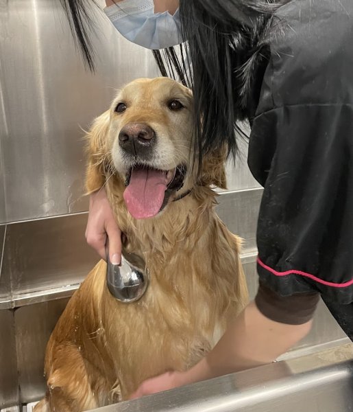 Dog’s Luxury - photo 2