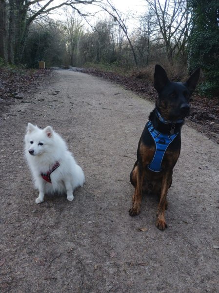KNIDeducation – Educateur et comportementaliste canin - Saint-Germain-Lès-Arpajon - Sainte-Geneviève-des-Bois - photo 3