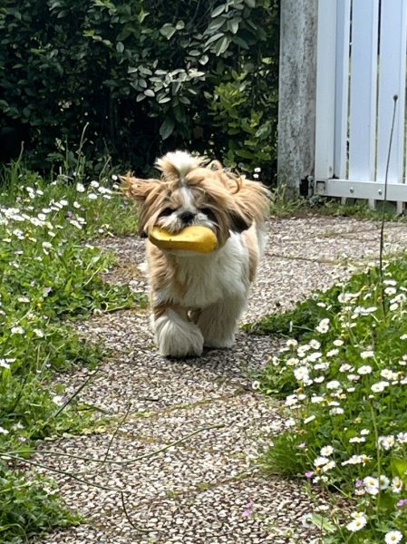 Yesdogeducation - photo 2