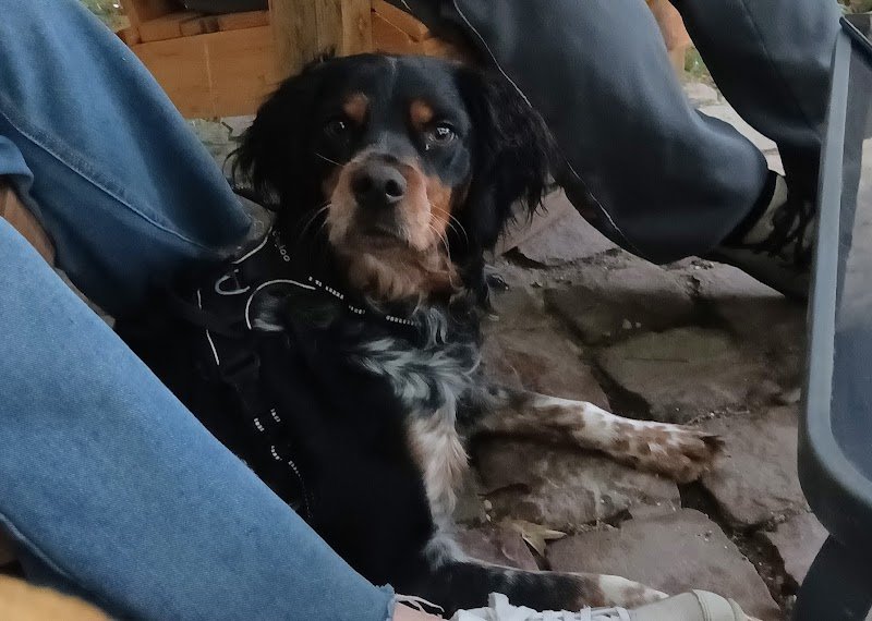 Yesdogeducation - photo 3