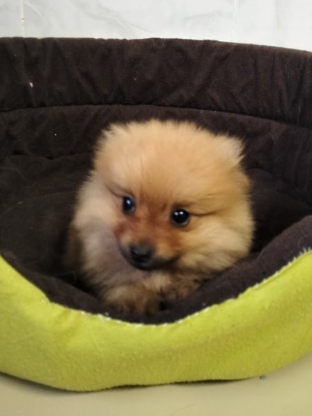 Centre Canin et Félin du Château Fraye - photo 1