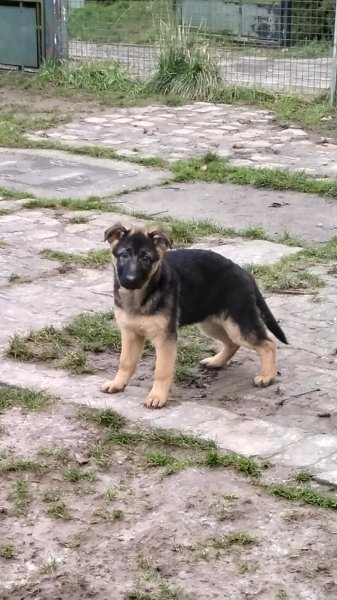 Centre Canin et Félin du Château Fraye - photo 2