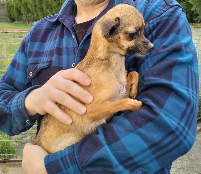 Centre Canin et Félin du Château Fraye - photo 3