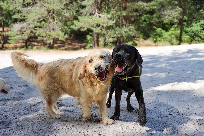 Canis Familiaris - éducation canine - photo 2