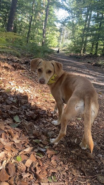 Canis Familiaris - éducation canine - photo 3