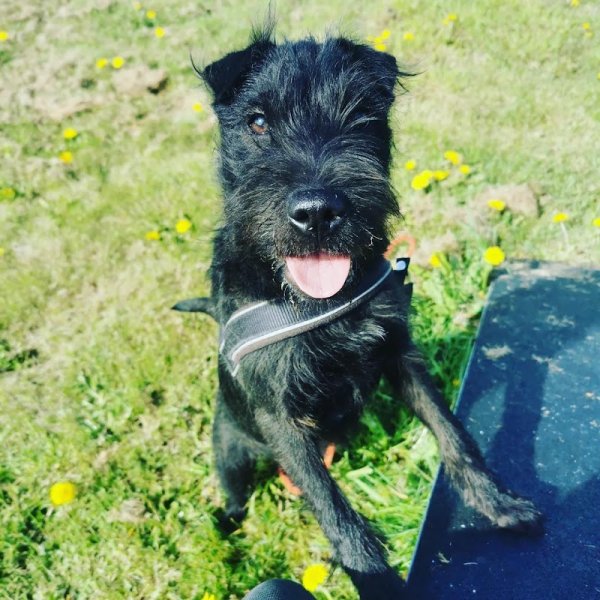 Serenity Dog 18 Education canine - photo 1