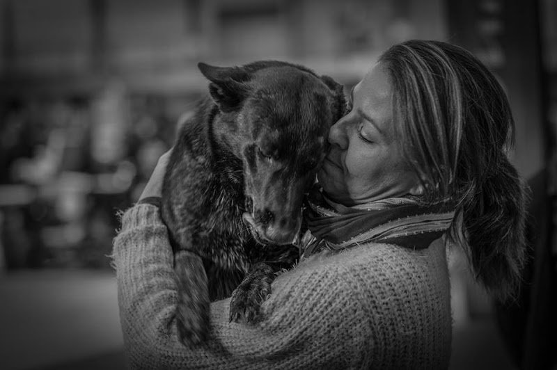 Serenity Dog 18 Education canine - photo 2