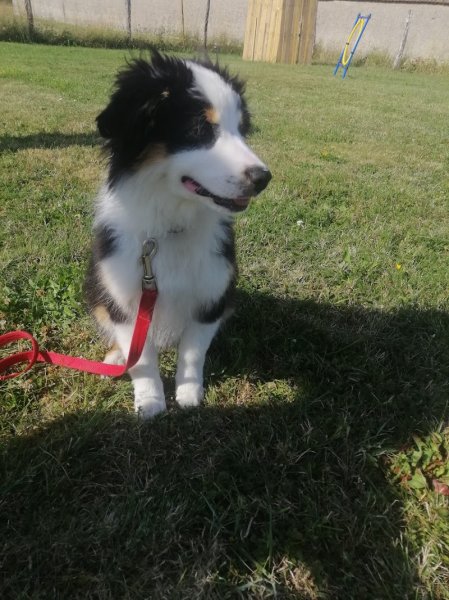 Serenity Dog 18 Education canine - photo 3