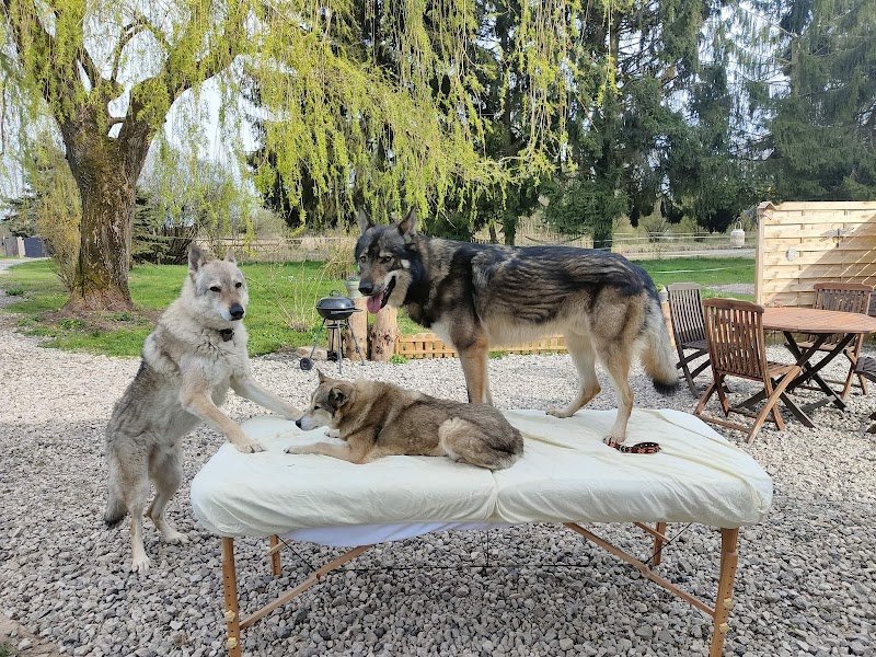 Équilibre DOG Harmony - photo 1