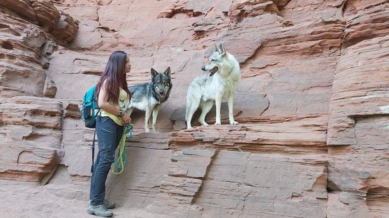 Équilibre DOG Harmony - photo 2