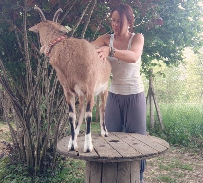 Équilibre DOG Harmony - photo 3