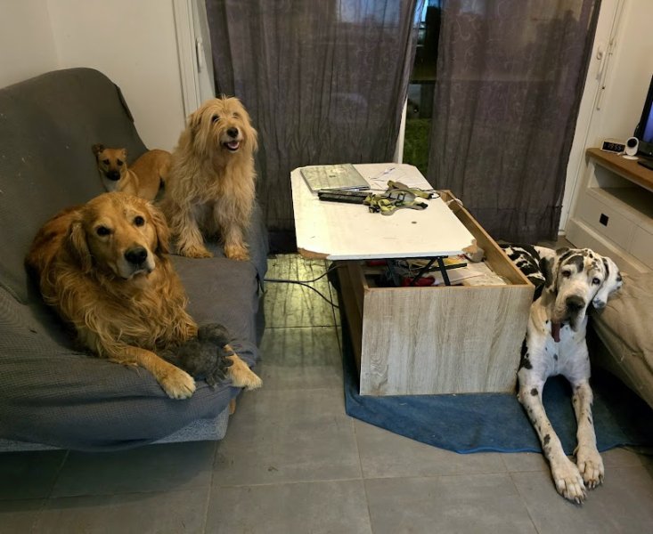 MuzoCare Petsitting et pension canine familiale