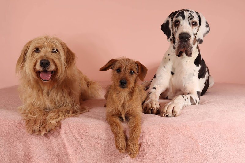 MuzoCare Petsitting et pension canine familiale - photo 2