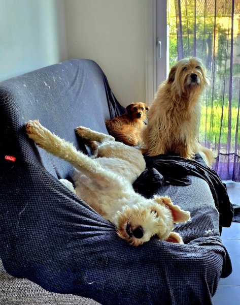 MuzoCare Petsitting et pension canine familiale - photo 3