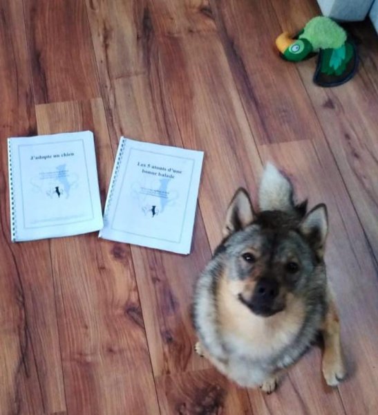 Les Loups du Rupt de Mad, éducateur canin comportementaliste chiens réactifs Metz, Jarny, Pont à Mousson - photo 2