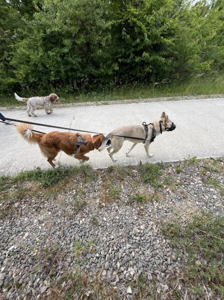 Les Loups du Rupt de Mad, éducateur canin comportementaliste chiens réactifs Metz, Jarny, Pont à Mousson - photo 3