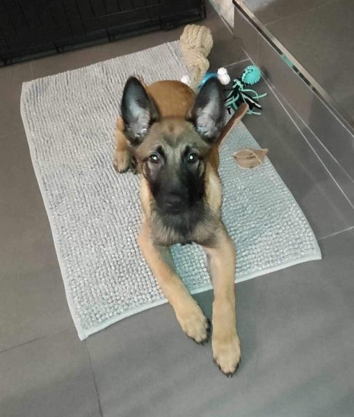 Association cani dog's - photo 1