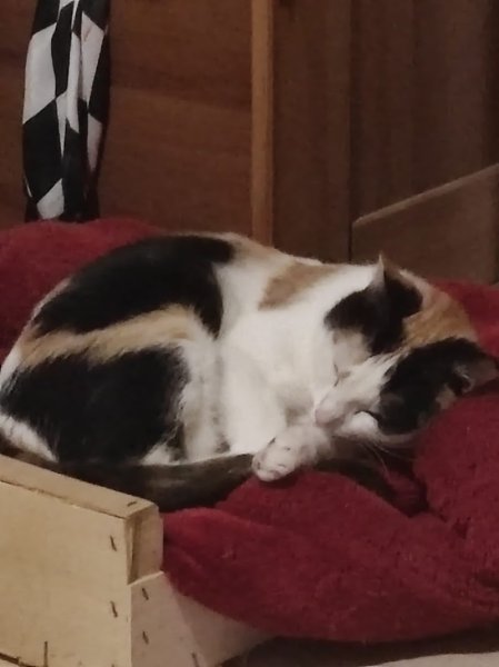 Association cani dog's - photo 2