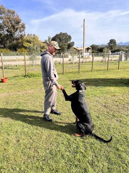 Aux chiens - Educateur canin Ajaccio - photo 1