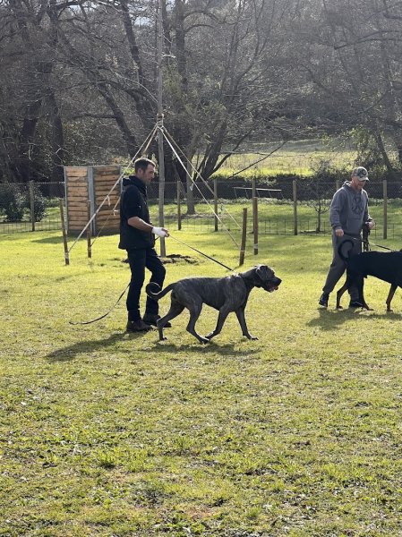 Aux chiens - Educateur canin Ajaccio - photo 3
