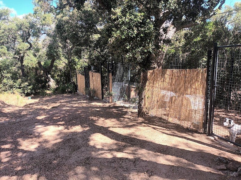 Calli-Canin - photo 2