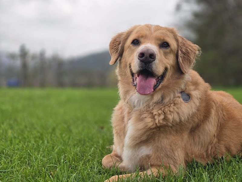 Déclic Canin - photo 1