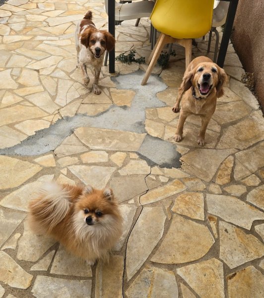 Pension Canine familiale Barrère Maëva