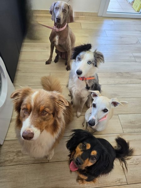 Pension Canine familiale Barrère Maëva - photo 2