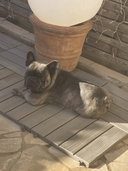 Pension Canine familiale Barrère Maëva - photo 3