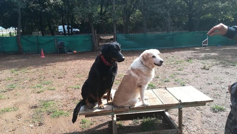 Corsica Dog Educ - photo 2