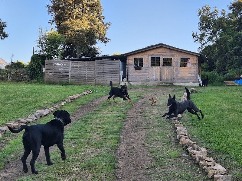 Club canin corsi cani Sc - photo 2