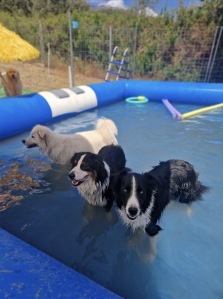 Club canin corsi cani Sc - photo 3