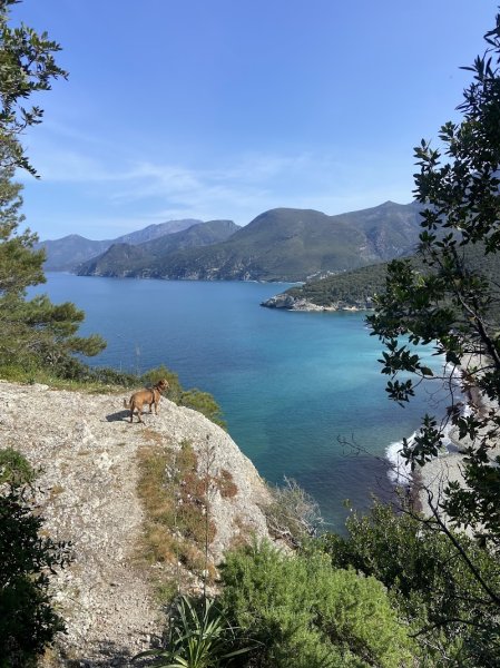 Social Club Canin Furiani - photo 2