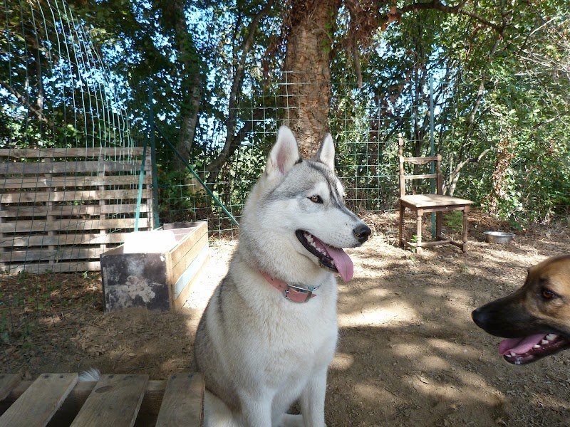 Centre Canin 2b - Club Canin Santa Lucia Di Moriani