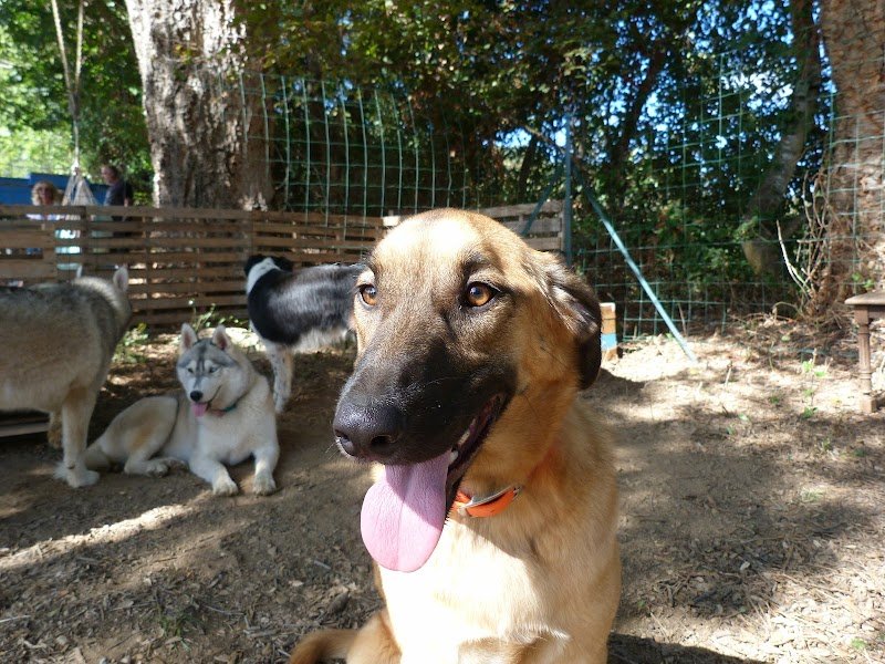 Centre Canin 2b - Club Canin Santa Lucia Di Moriani - photo 3