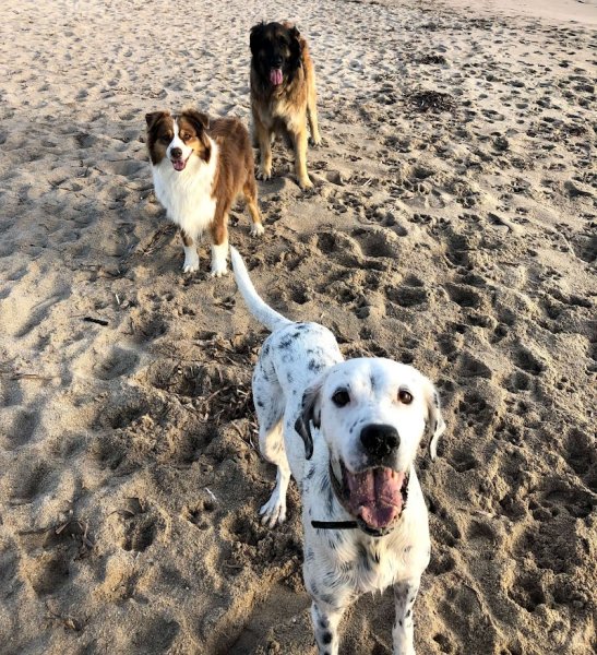 Pension, éducation canine, toilettage - Cargese