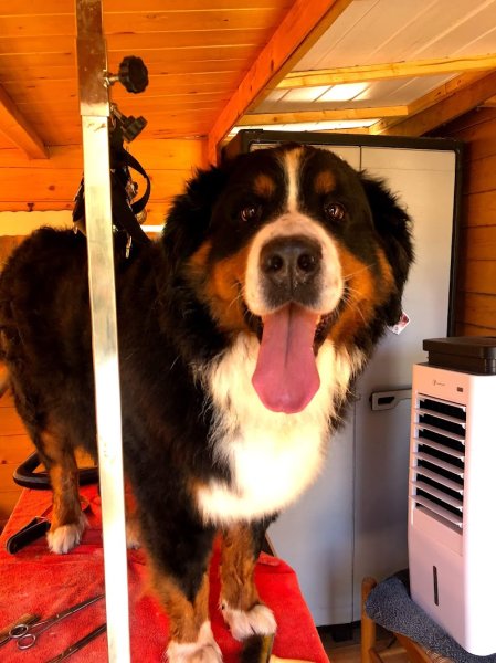 Pension, éducation canine, toilettage - Cargese - photo 2