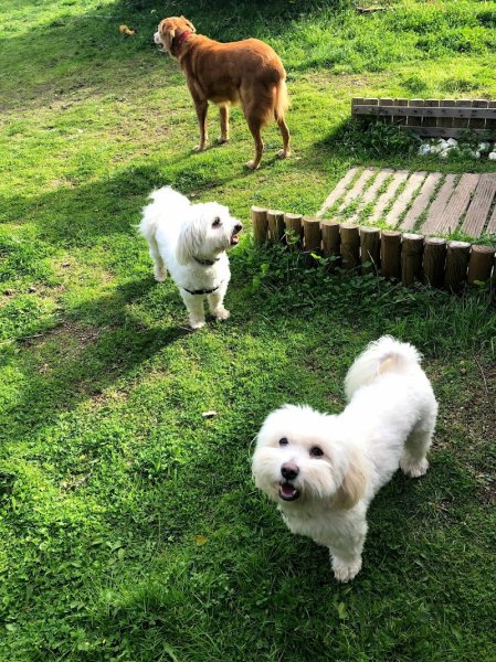 Pension, éducation canine, toilettage - Cargese - photo 3