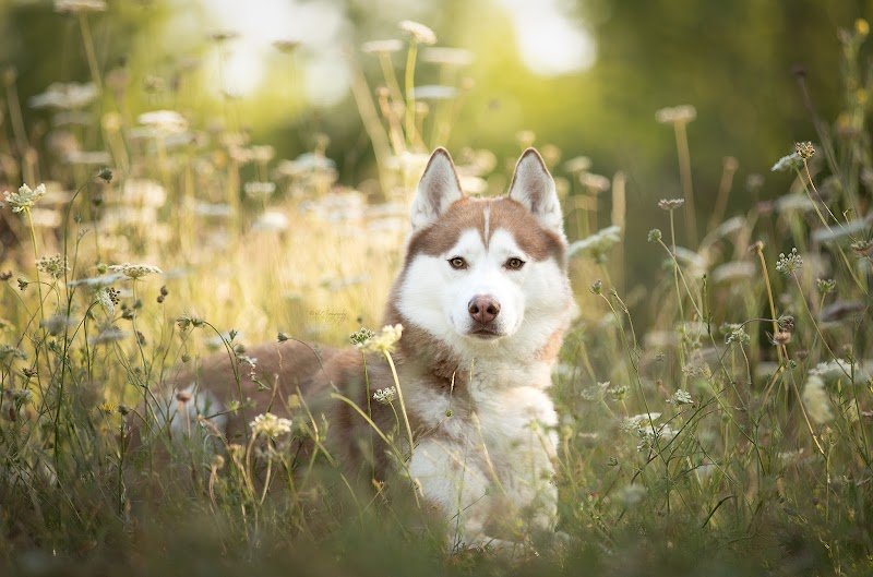 O'Cani - Éducateur comportementaliste canin