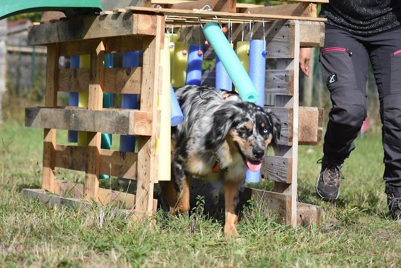 BRAV'OS - Educateur & Comportementaliste canin