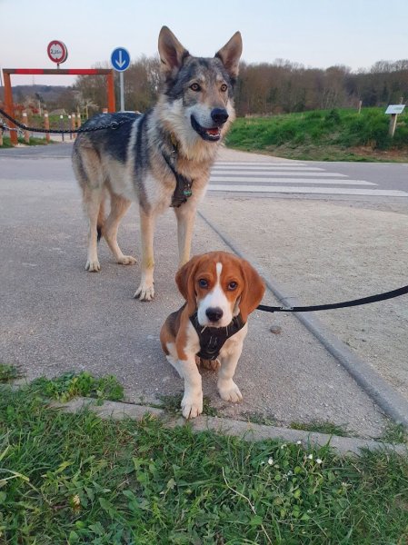 BRAV'OS - Educateur & Comportementaliste canin - photo 2