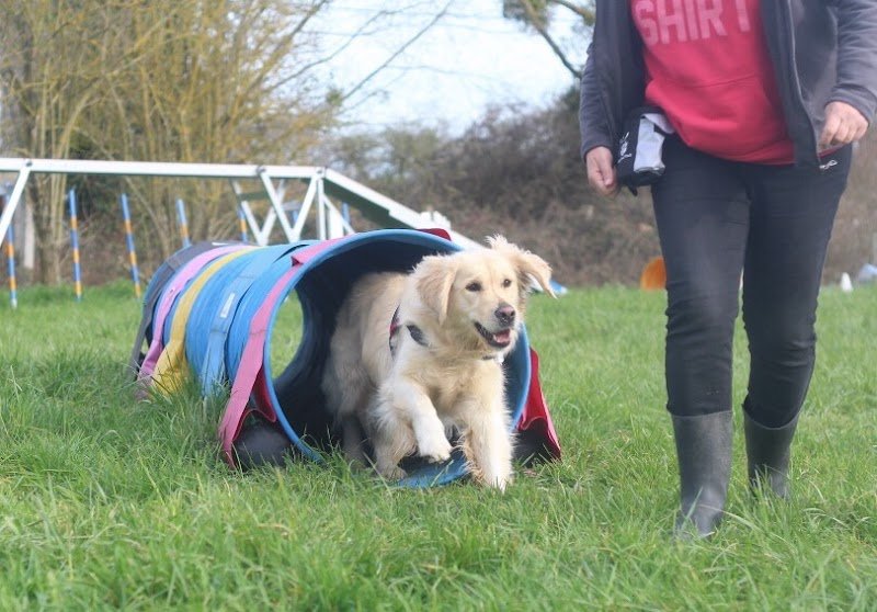 BRAV'OS - Educateur & Comportementaliste canin - photo 3