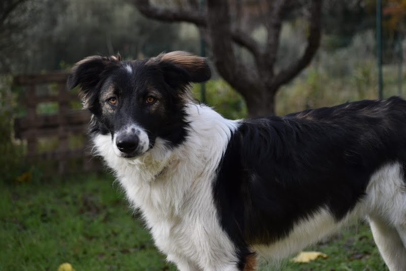 Edukynos – Éducateur Comportementaliste Canin la Bouilladisse