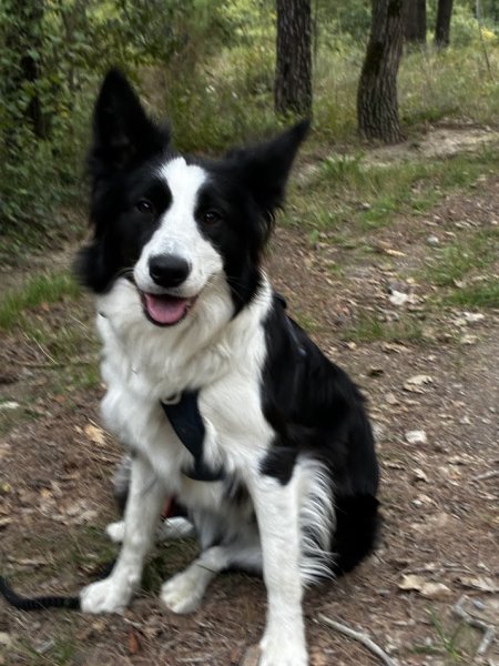 Edukynos – Éducateur Comportementaliste Canin la Bouilladisse - photo 2