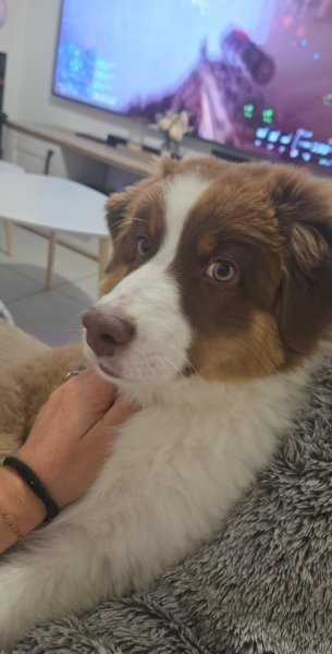 Edukynos – Éducateur Comportementaliste Canin la Bouilladisse - photo 3